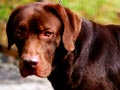 Pejantan Labrador : Rafeni's Richie