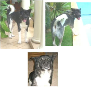 Euragabah Bob A.K.A Stumpy