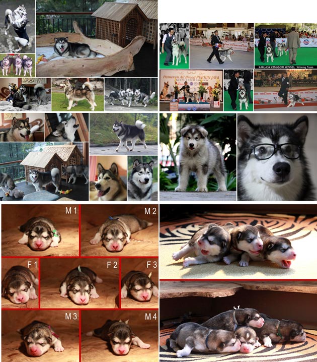 Karlask Kingdom Kennel
