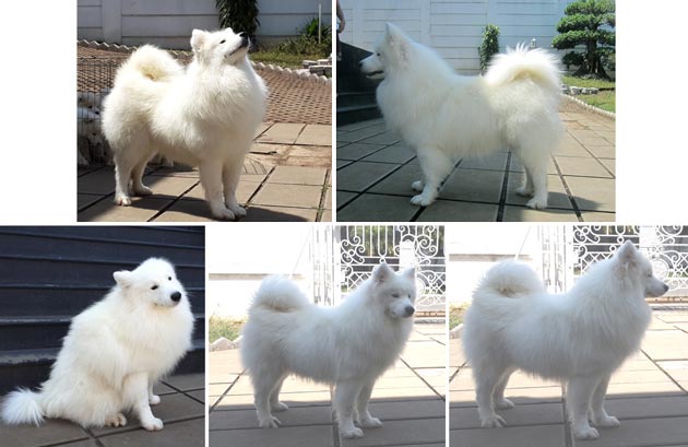 Pejantan Samoyed : Adolvya Von Krasivyi