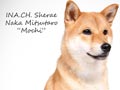 Pejantan Shiba Inu : Ina.Ch.Sherae Naka Mitsutaro