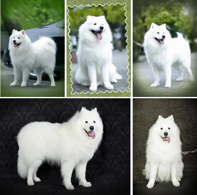 Pejantan Samoyed : Armando Von Soprano