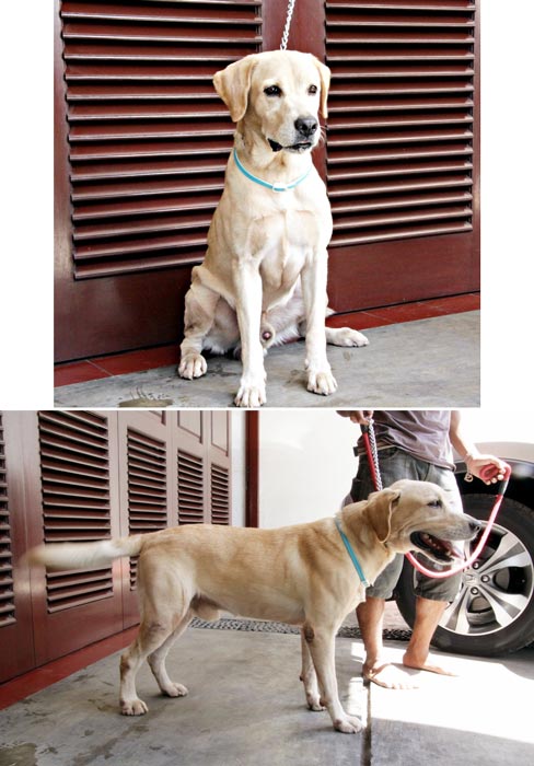 Pejantan Labrador : Alfredo Von Lancer