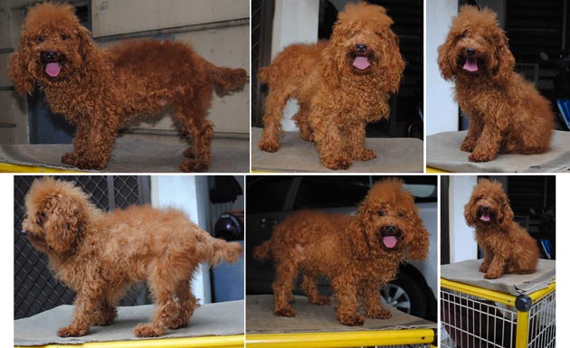 Pejantan Poodle : Baron von Golden Sun 