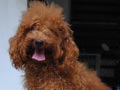 Pejantan Poodle : Baron von Golden Sun 