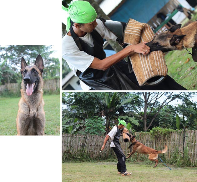 Pejantan Malinois : Blackhead's XXX, BH