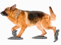 Produk Inovatif Untuk Anjing Kesayangan