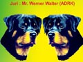 Pameran Anjing Rottweiler Semarang
