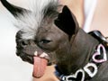 Anjing Terjelek Dunia Mati Mendadak