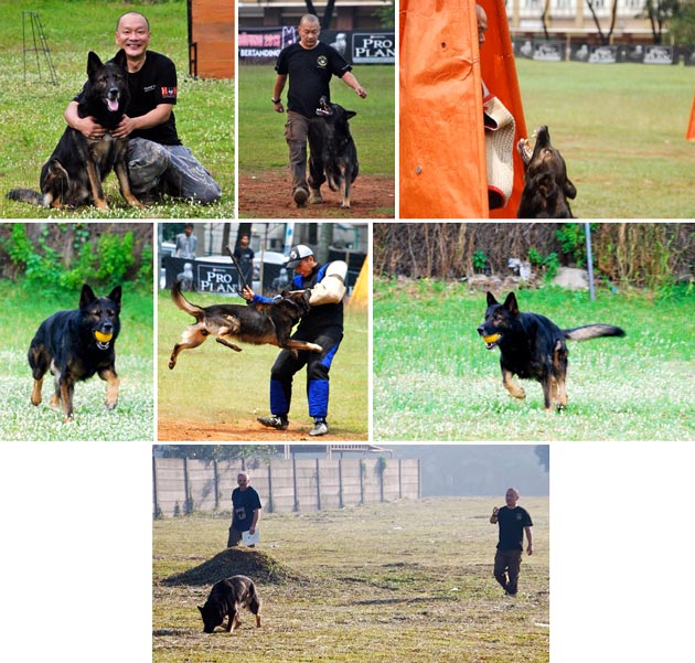 Pejantan GSD Working Line: Asko vom Hohen Stein