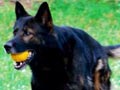 Pejantan GSD Working Line: Asko vom Hohen Stein