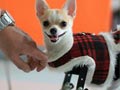 Anjing Berkaki Dua Yang Luar Biasa 