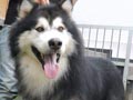 Pejantan Alaskan Malamute: Stargate Of Big Bone