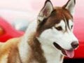 Pejantan Husky: Daron Von Kimokeo (Dante)