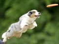 Anjing Terpintar Di Dunia, Border Collie