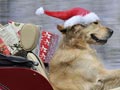 Walk With Santa Claus
