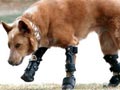 Anjing Dengan Kaki Palsu Pertama Di Dunia