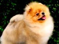 Pejantan Pomeranian : Summer Spring 