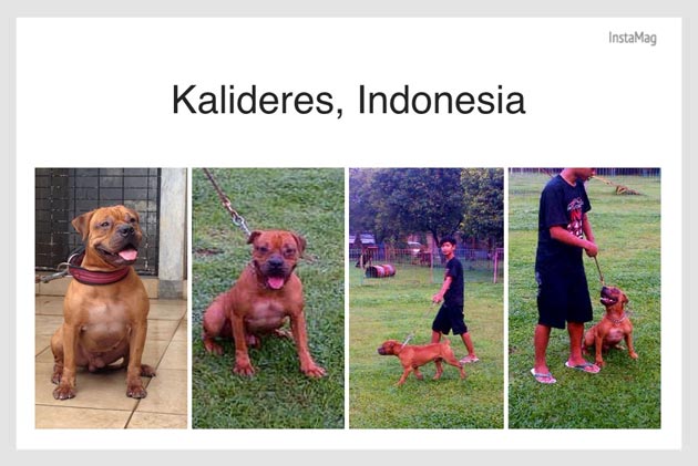 Pejantan Pitbull : Vise Grip's John Connor