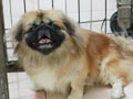 Pejantan Pekingese : Vugo Von Chiquita Houten