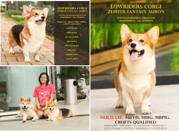 Lowriders Corgi's Multi Ch. Zephyr Fantasy Auron