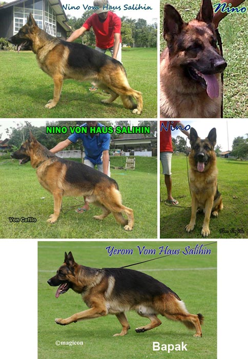 Pejantan Herder: Nino Vom Haus Salihin (Import Germany)