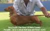 Anjing Dachshund (FCI)