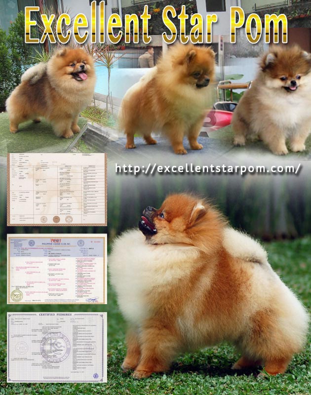 ExcellentStarPom