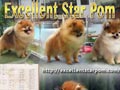 Excellent Star Pom