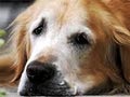 Pyometra Pada Anjing (Infeksi Rahim)