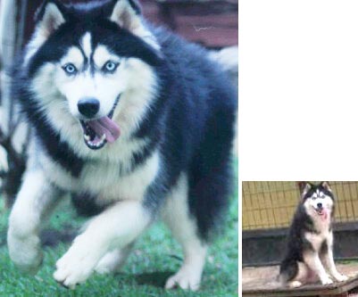 Pejantan Husky : Alfonso Von Domonic