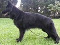 Pejantan Herder All Black : Jendral Von Amarta