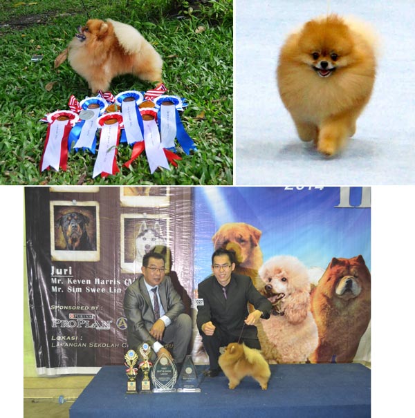 Pejantan Pomeranian Charming Prince 