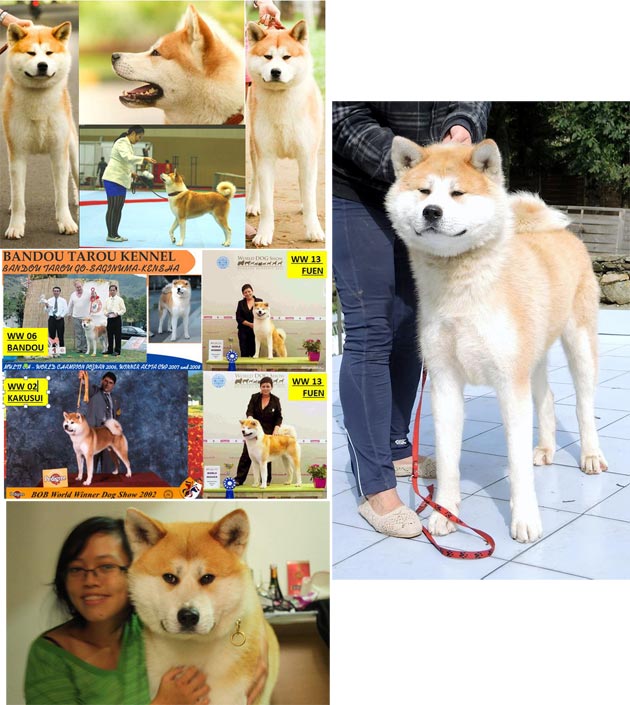 Pejantan Akita Inu : POL. CH. Akihito Halne Wzgorze