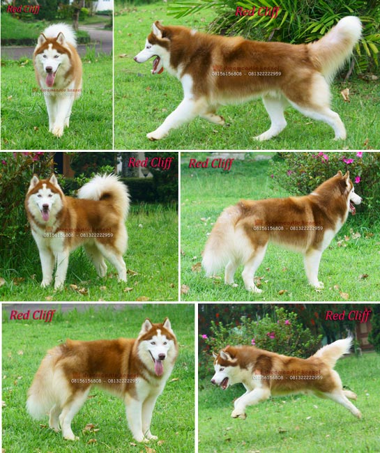 Pejantan Siberian Husky : Dreamcastle Red Cliff