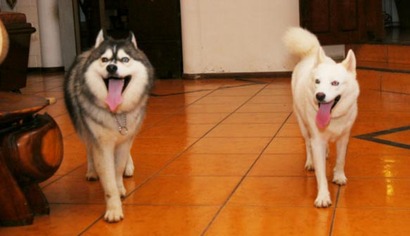 8 Alasan TIDAK Mencukur Bulu Tebal Anjing Anda