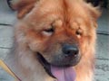 Pejantan Chow Chow : Darren Von New Glory