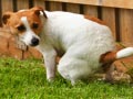 Sembelit (Konstipasi) Pada Anjing