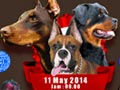 Dobermann, Boxer & Rottweiler Show