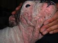 Penyakit Kulit Scabies Pada Anjing