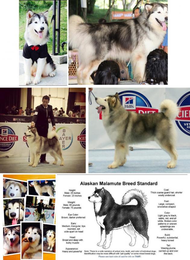 INA.Champion Sky Wolf Autobot Optimus Prime