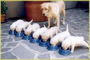 Usia Berapa Anak Anjing Makan Makanan Yang Lembut?