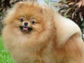 Pejantan Pomeranian: BJIS RBIS Tokie Turn It Up