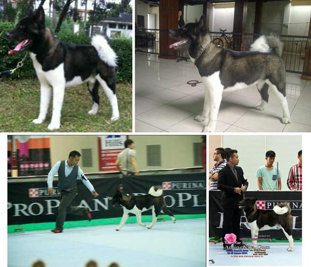 Ina.Ch. Elite Indonesia Akita 