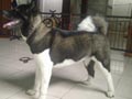 Ina.Ch. Elite Indonesia Akita 