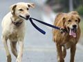 5 Cara Anjing Dapat Membuat Anda Sehat 