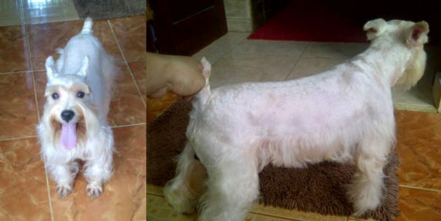 Yericho Von Neo Odiee Kennel