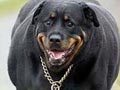 Anjing Penderita Diabetes Mellitus