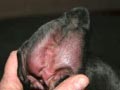 Penyakit Telinga Anjing : Hematoma