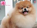 Pink Rose Pomeranian Kennel